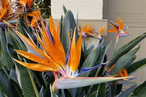 bird of paradise water temperature